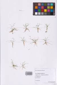 Subularia aquatica L., Eastern Europe, North-Western region (E2) (Russia)