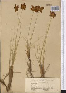 Carex physodes M.Bieb., Middle Asia, Karakum (M6) (Turkmenistan)