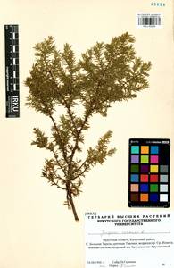 Juniperus communis L., Siberia, Baikal & Transbaikal region (S4) (Russia)