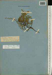 Thymus kirgisorum Dubj., Eastern Europe, Lower Volga region (E9) (Russia)