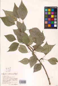 Populus tremuloides Michx., Eastern Europe, Lower Volga region (E9) (Russia)