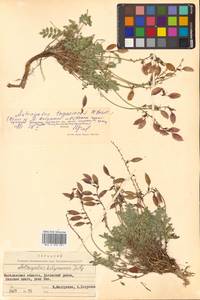 Astragalus tugarinovii Basil., Siberia, Chukotka & Kamchatka (S7) (Russia)