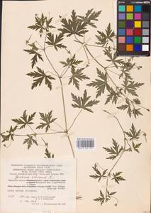 Geranium sibiricum L., Eastern Europe, Central region (E4) (Russia)
