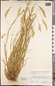 Setaria viridis (L.) P.Beauv., Eastern Europe, North Ukrainian region (E11) (Ukraine)