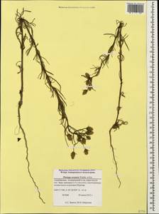 Plantago arenaria Waldst. & Kit., Caucasus, Azerbaijan (K6) (Azerbaijan)