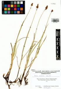 Carex curaica Kunth, Siberia, Baikal & Transbaikal region (S4) (Russia)
