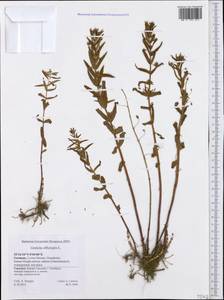 Gratiola officinalis L., Western Europe (EUR) (Germany)