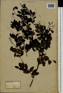 Lathyrus niger (L.) Bernh., Eastern Europe, Moldova (E13a) (Moldova)