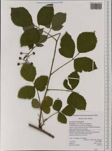 Rubus rudis Weihe, Western Europe (EUR) (Germany)