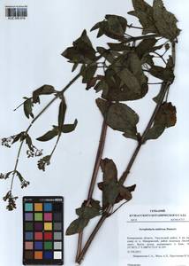 Scrophularia umbrosa Dumort., Siberia, Altai & Sayany Mountains (S2) (Russia)