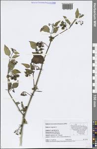 Solanum nigrum L., Eastern Europe, Central region (E4) (Russia)