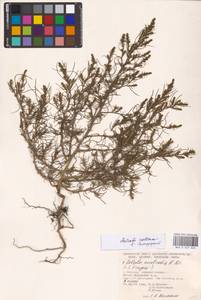Salsola collina Pall., Eastern Europe, Moscow region (E4a) (Russia)