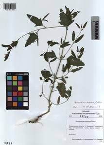 KUZ 003 599, Chenopodium suecicum Murr, Siberia, Altai & Sayany Mountains (S2) (Russia)