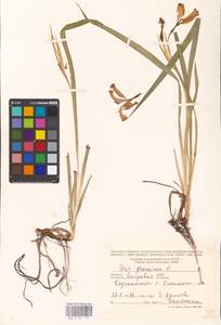 Iris graminea L., Eastern Europe, Moldova (E13a) (Moldova)