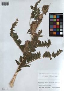 KUZ 001 448, Astragalus alopecurus Pall. ex DC., Siberia, Altai & Sayany Mountains (S2) (Russia)