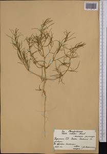 Salsola, Middle Asia, Karakum (M6) (Turkmenistan)