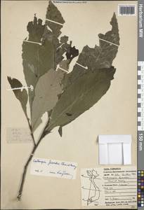 Castanopsis fissa (Champ. ex Benth.) Rehder & E.H.Wilson, South Asia, South Asia (Asia outside ex-Soviet states and Mongolia) (ASIA) (Vietnam)