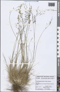 Deschampsia cespitosa subsp. cespitosa, Siberia, Central Siberia (S3) (Russia)