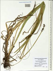 Carex vulpina L., Eastern Europe, North-Western region (E2) (Russia)