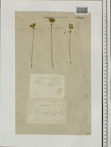 Primula longiscapa Ledeb., Siberia, Altai & Sayany Mountains (S2) (Russia)