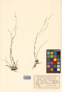 Arabidopsis lyrata subsp. kamchatica (Fisch. ex DC.) O'Kane & Al-Shehbaz, Siberia, Russian Far East (S6) (Russia)