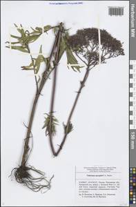 Valeriana rossica P. A. Smirn., Eastern Europe, Middle Volga region (E8) (Russia)