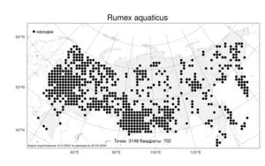 Rumex aquaticus L., Atlas of the Russian Flora (FLORUS) (Russia)