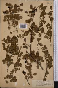 Ribes saxatile Pall., Middle Asia, Dzungarian Alatau & Tarbagatai (M5) (Kazakhstan)