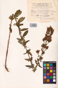 Hypericum hirsutum L., Eastern Europe, West Ukrainian region (E13) (Ukraine)