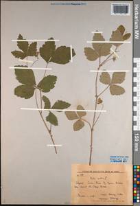 Rubus arcticus L., Siberia, Russian Far East (S6) (Russia)