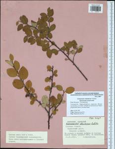 Cotoneaster alaunicus Golitsin, Eastern Europe, Central region (E4) (Russia)