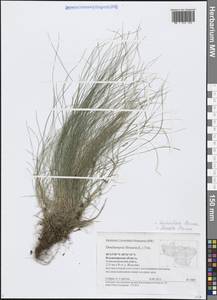 Avenella flexuosa (L.) Drejer, Eastern Europe, Central region (E4) (Russia)