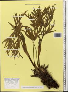 Heracleum freynianum Sommier & Levier, Caucasus, Krasnodar Krai & Adygea (K1a) (Russia)