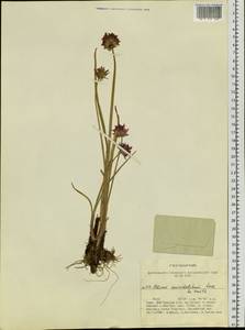 Allium atrosanguineum var. atrosanguineum, Siberia, Altai & Sayany Mountains (S2) (Russia)