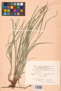 Carex hirta L., Eastern Europe, Central forest-and-steppe region (E6) (Russia)