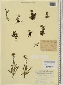 Erigeron uniflorus L., Caucasus, Stavropol Krai, Karachay-Cherkessia & Kabardino-Balkaria (K1b) (Russia)