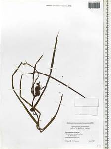 Sparganium glomeratum (Laest. ex Beurl.) Beurl., Eastern Europe, Moscow region (E4a) (Russia)