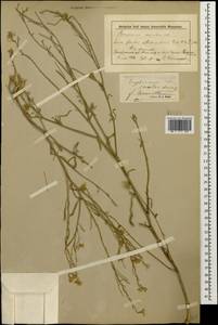 Erysimum leucanthemum (Stephan) B. Fedtsch., Caucasus, Stavropol Krai, Karachay-Cherkessia & Kabardino-Balkaria (K1b) (Russia)