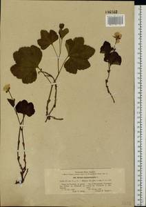 Rubus chamaemorus L., Eastern Europe, North-Western region (E2) (Russia)