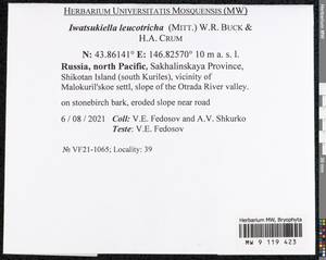 Iwatsukiella leucotricha (Mitt.) W.R. Buck & H.A. Crum, Bryophytes, Bryophytes - Russian Far East (excl. Chukotka & Kamchatka) (B20) (Russia)