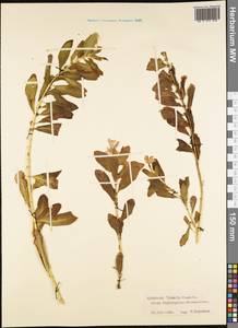 Magnoliopsida, Australia & Oceania (AUSTR) (French Polynesia)