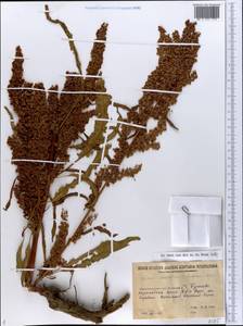 Rumex longifolius DC., Eastern Europe, Northern region (E1) (Russia)