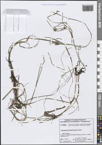 Sparganium hyperboreum Laest. ex Beurl., Siberia, Central Siberia (S3) (Russia)