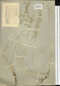 Deschampsia, Siberia, Western Siberia (S1) (Russia)