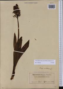 Orchis militaris subsp. stevenii (Rchb.f.) B.Baumann & al., Caucasus, Abkhazia (K4a) (Abkhazia)