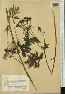 Chaerophyllum hirsutum L., Western Europe (EUR) (Czech Republic)