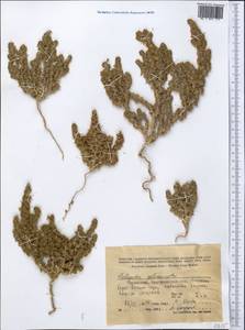 Halogeton glomeratus (Stephan ex M. Bieb.) C. A. Mey., Middle Asia, Caspian Ustyurt & Northern Aralia (M8) (Kazakhstan)