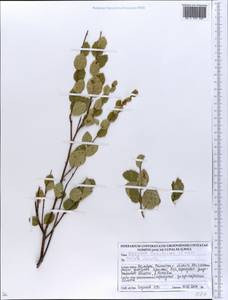 Betula humilis Schrank, Eastern Europe, Belarus (E3a) (Belarus)