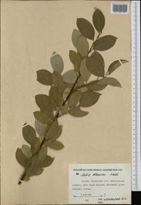 Salix abscondita Laksch., Siberia, Yakutia (S5) (Russia)
