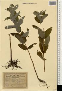 Mentha longifolia (L.) L., Caucasus, Armenia (K5) (Armenia)